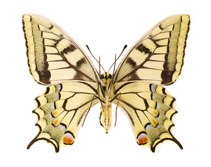 Papilio machaon
