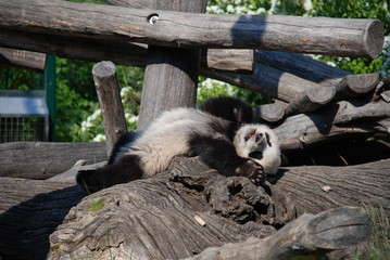 Obraz premium Sleeping Panda baby
