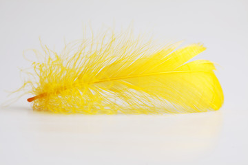 yellow feather
