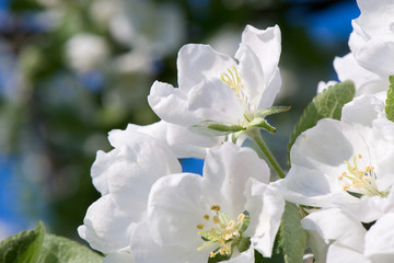 Spring apple tree blossom