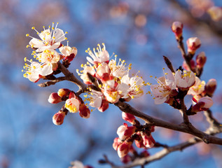 Branch of a white flowering apricots with a sunlight