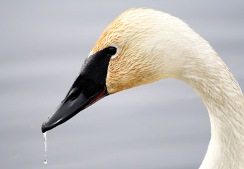 Trumpeter swan with water droplets on beak © RenaMarie