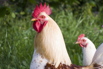 gallo