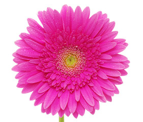 gerbera flower