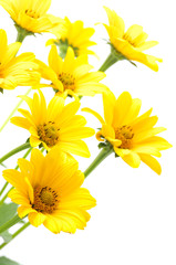 yellow daisy