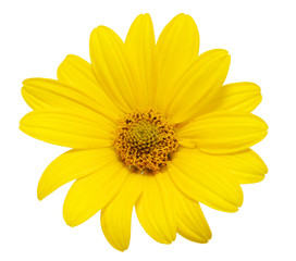 yellow daisy