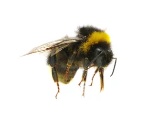 Foto op Plexiglas bumblebee © Alekss