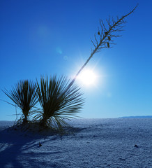 White desert