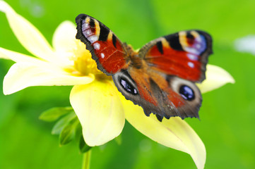 Colorful butterfly