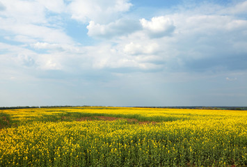 Yellow field