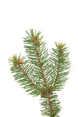 Naklejka premium spruce's twig