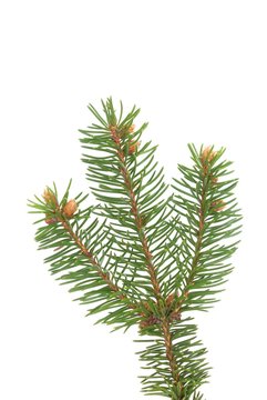 spruce's twig