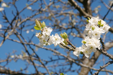 Obraz premium Early River plum blossom against blue sky