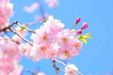 Fototapeta na wymiar Podwójne Kwitnące wiśniowe drzewo