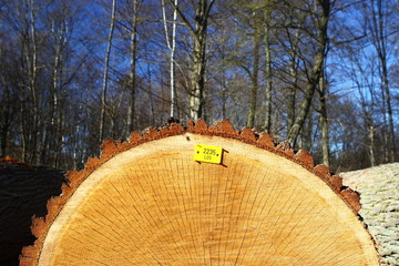 Baumstamm Ausschnitt