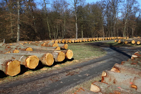 Wald Forstwirtschaft Lager mit Baumstämmen