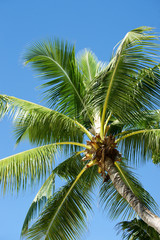 Fototapeta premium palmier