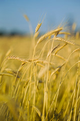 ears of wheat on the field in the foreground