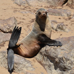 funny seal, colony Cape Cross, Namibia