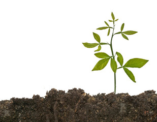 seedling growing from soil