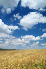 Fototapeta premium Wheaten field and the sky