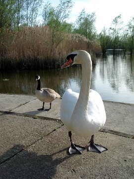 Swan & Goose