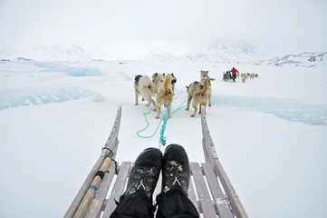 Dog sledging trip in cold snowy winter, Greenland - obrazy, fototapety, plakaty