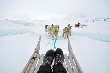 Poster Im Rahmen Dog sledging trip in cold snowy winter, Greenland © Pavel Svoboda