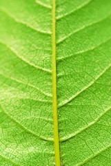 structure of leaf