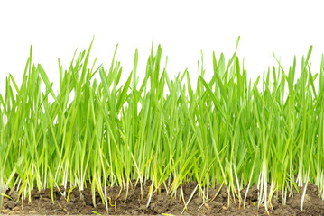 Obraz premium green grass