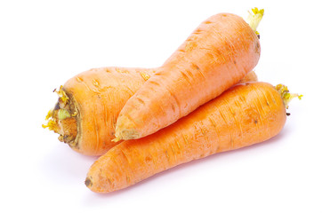 carrot