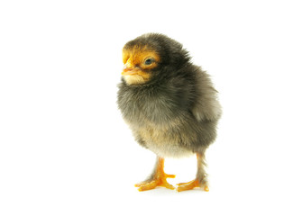 Obraz premium chicken