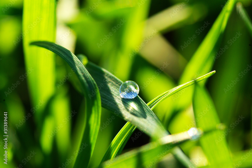 Wall mural drop on grass