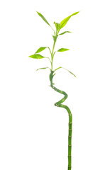green bamboo