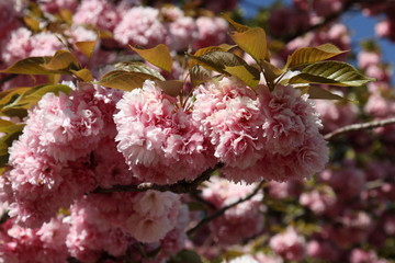 Japanese cherry