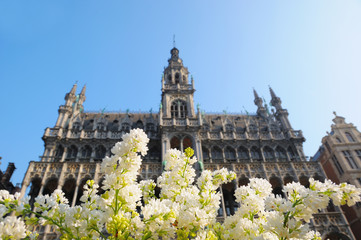 White lilac flowers on Grand Place of Brussels - 31389866