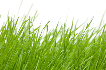 Fototapeta na wymiar Fresh green grass isolated on white background.