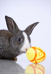 Fototapeta na wymiar Easter Rabbits