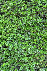 Abstract Background Texture Of A Lush Green Hedge
