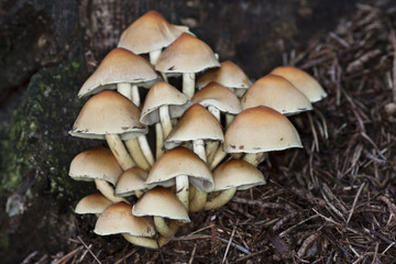 Pilzkolonie Stockschwämmchen ( Kuehneromyces mutabilis ).