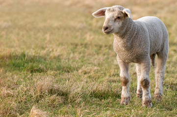 Obraz premium Stehendes Lamm