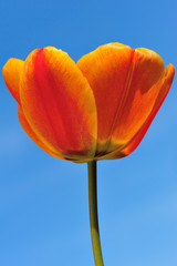 Red & Yellow Tulip with Blue Sky