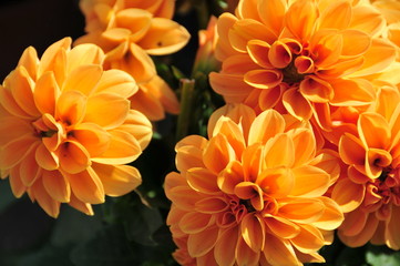 Fototapeta premium flower