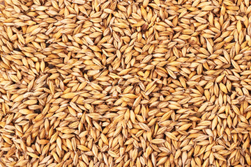 oat grains background