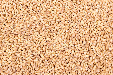 Fototapeta premium Wheat background