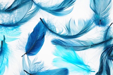 Panele Szklane Podświetlane  feathers