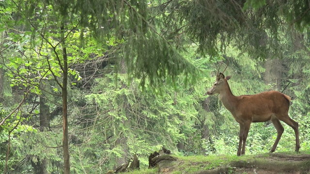 deer  in forest