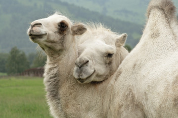 Fototapeta premium Two camels, the kid and mother