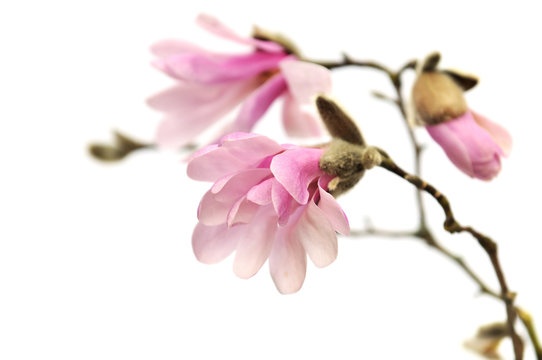Fototapeta Pink magnolia flowers isolated on white