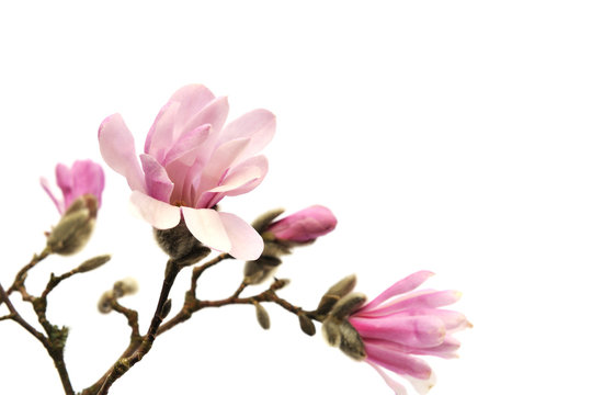 Fototapeta Pink magnolia flowers isolated on white